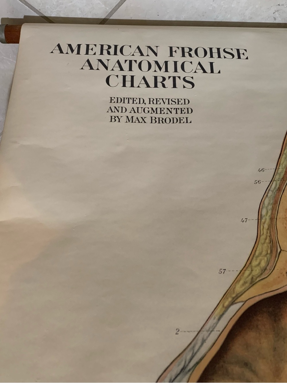 Antique American Frohse Anatomical Chart Head and Neck Signed Max Brotel 1919 - Picture 10 of 16